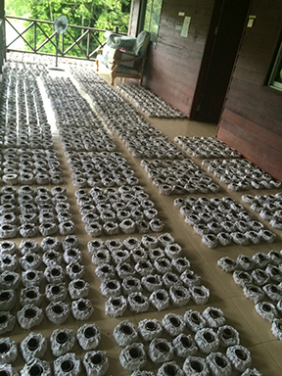 研究團隊利用廁紙作誘餌清除森林中的白蟻，共消耗了逾4,000卷廁紙。